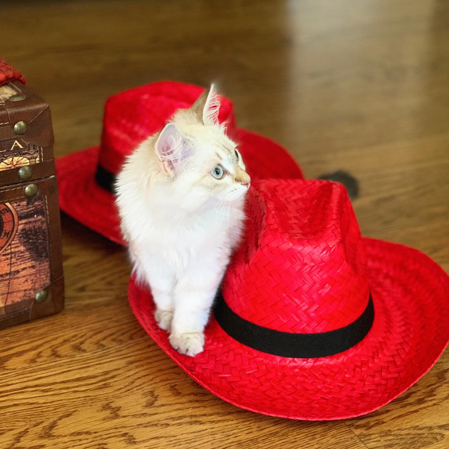 ACE - SIBERIAN - RESERVATION - Image 17