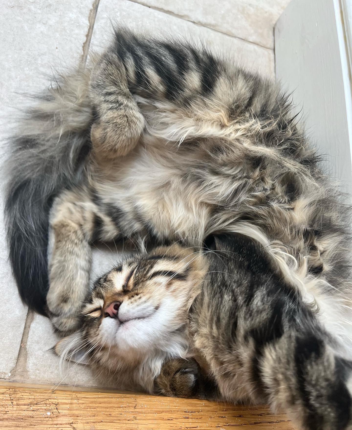 MILO - SIBERIAN - RESERVATION - Image 12