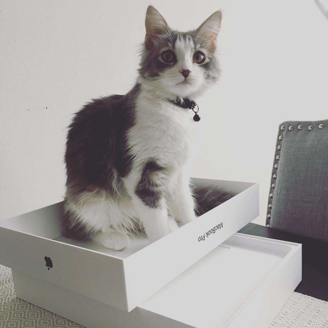 TOBY - SIBERIAN - RESERVATION - Image 5