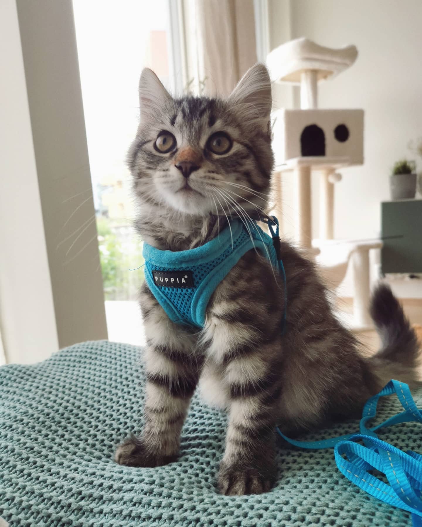 FREYA - SIBERIAN - RESERVATION - Image 11