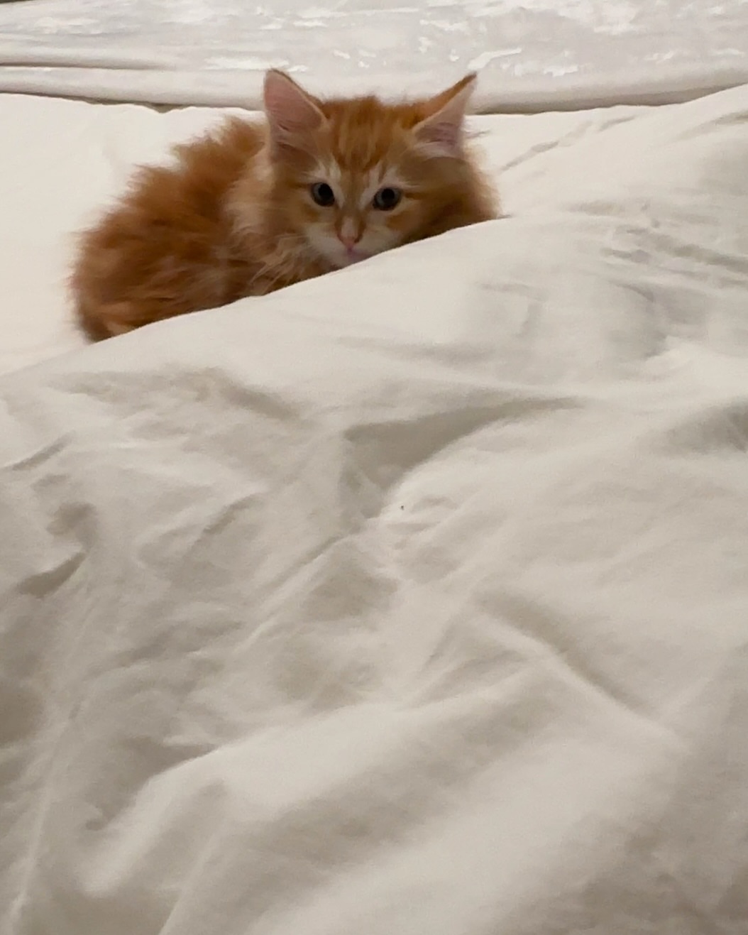 BELLA - SIBERIAN - RESERVATION - Image 3