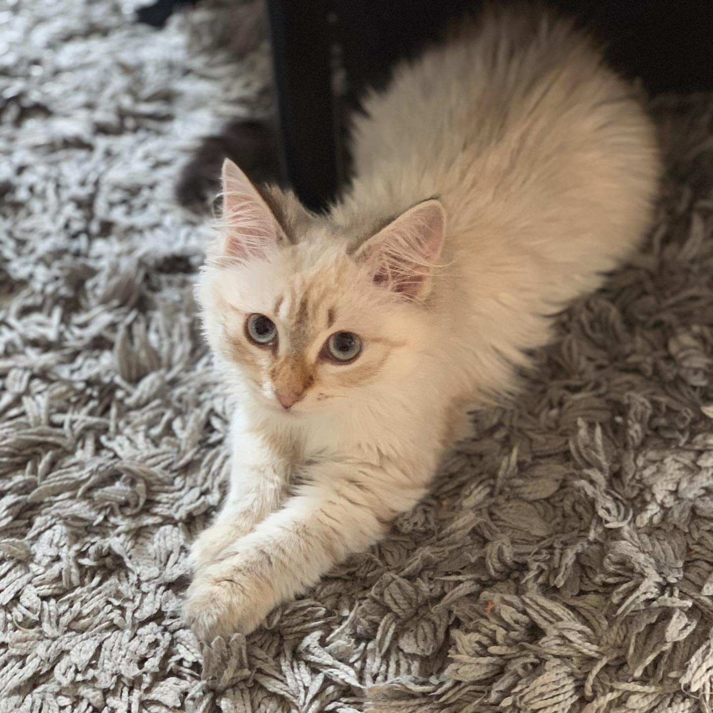 ACE - SIBERIAN - RESERVATION - Image 15