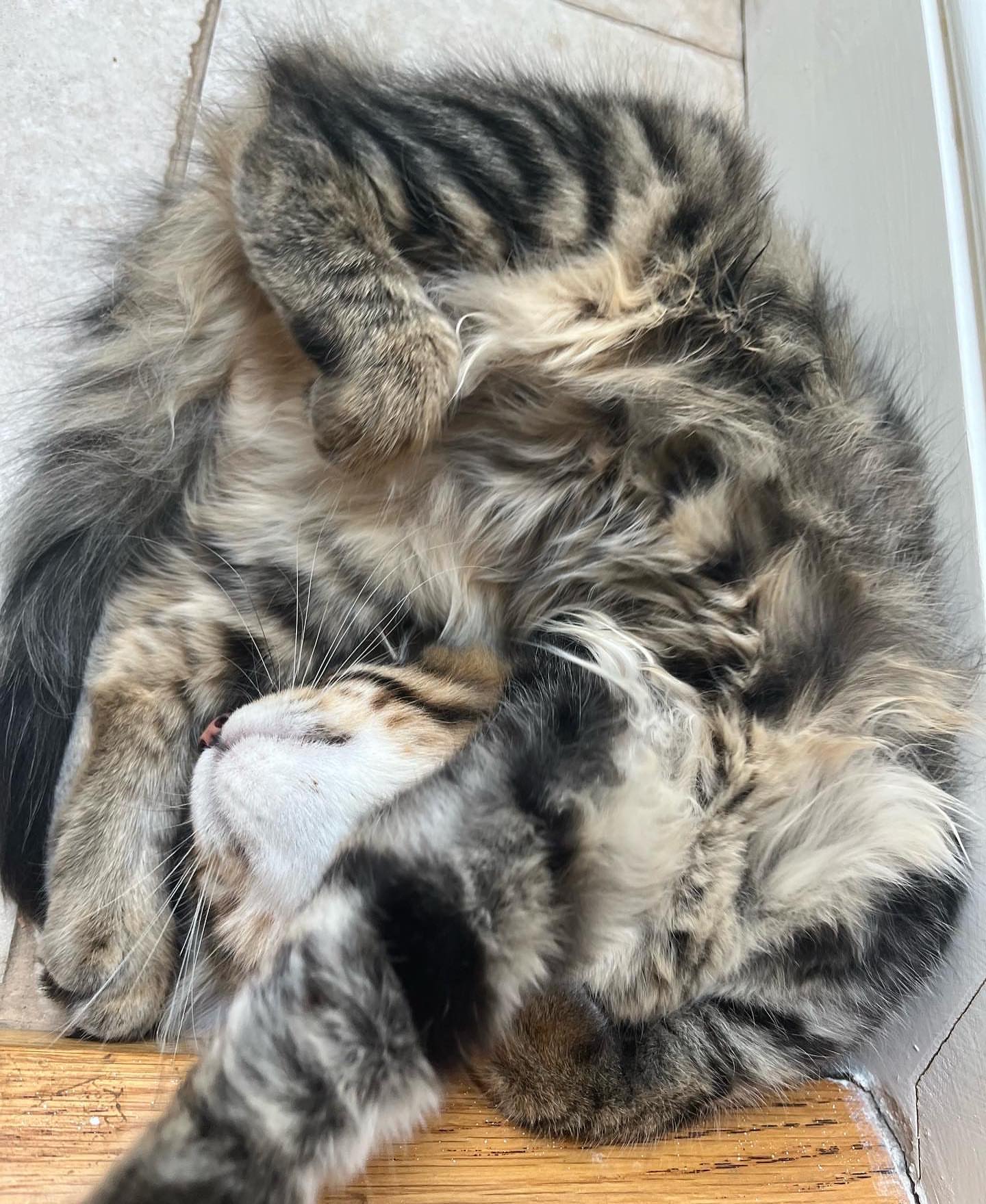 MILO - SIBERIAN - RESERVATION - Image 11