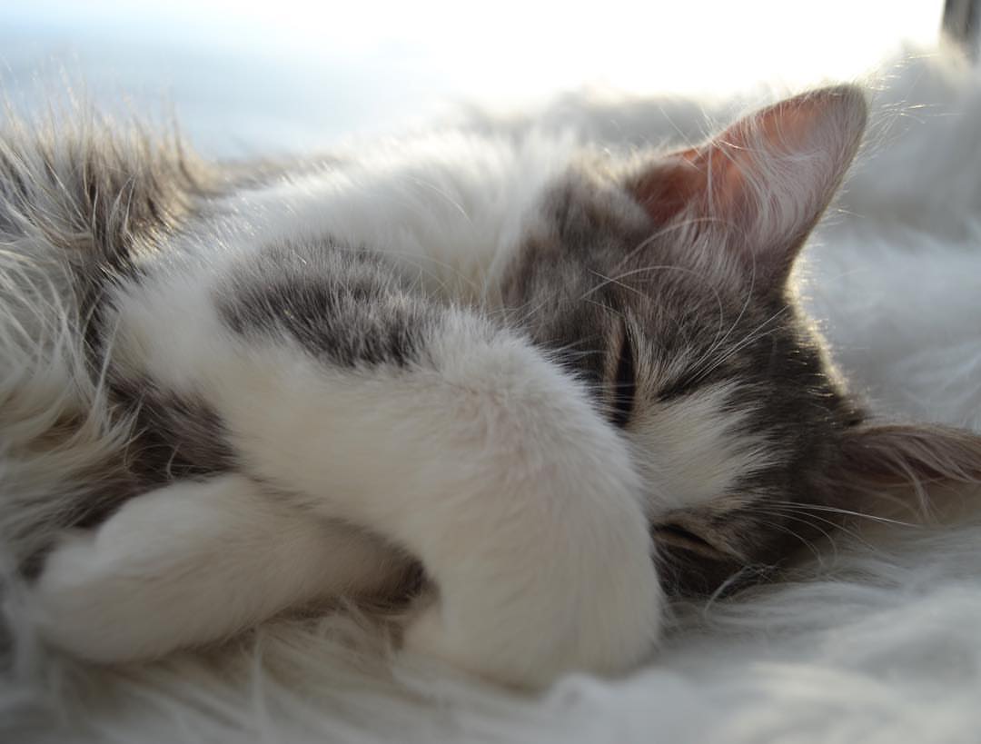 TOBY - SIBERIAN - RESERVATION - Image 4