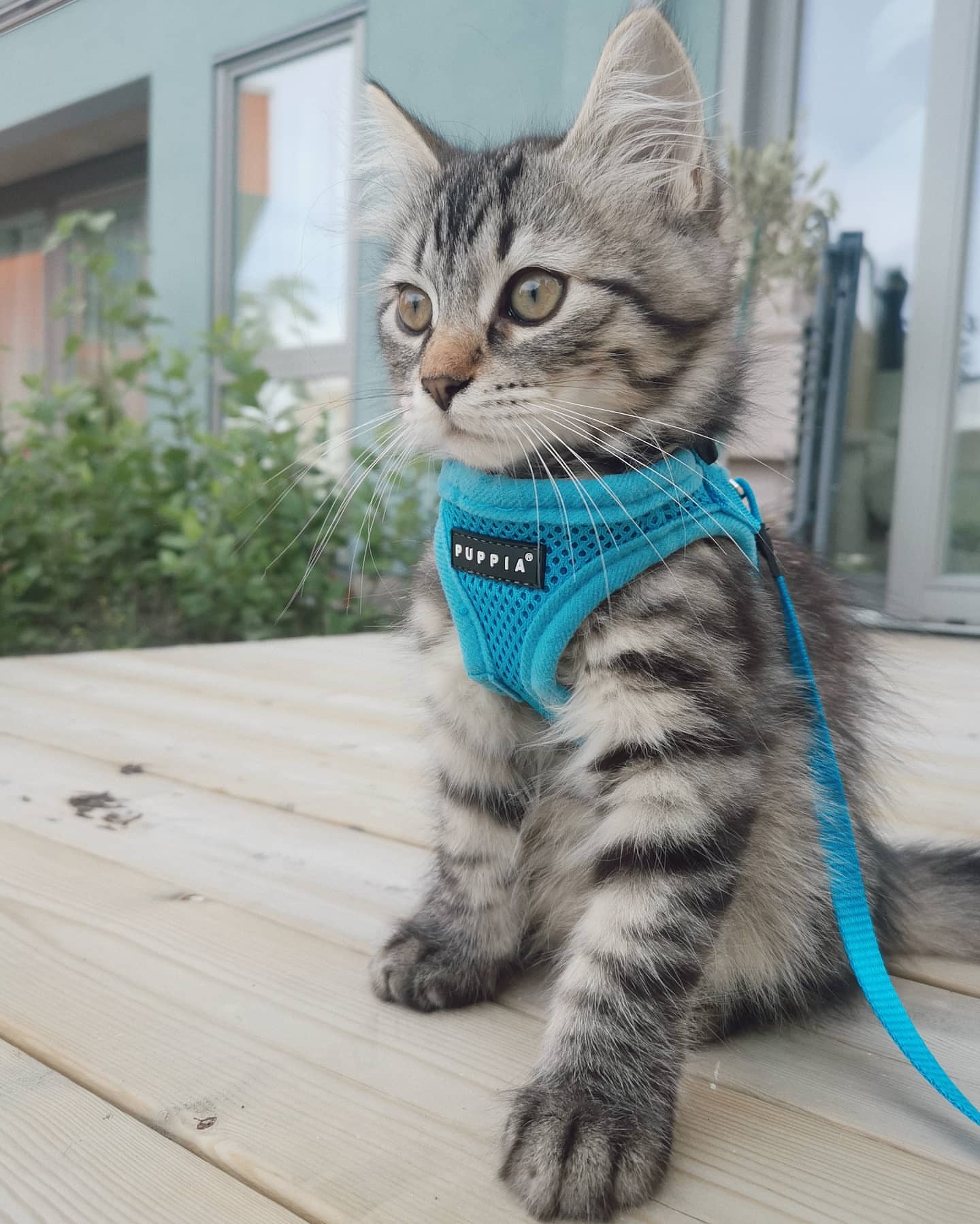 FREYA - SIBERIAN - RESERVATION - Image 10